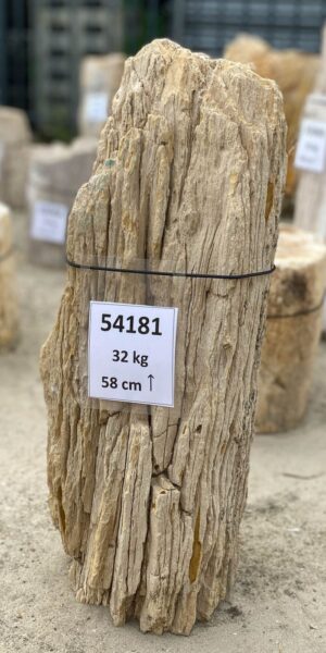 Memorial stone petrified wood 54181