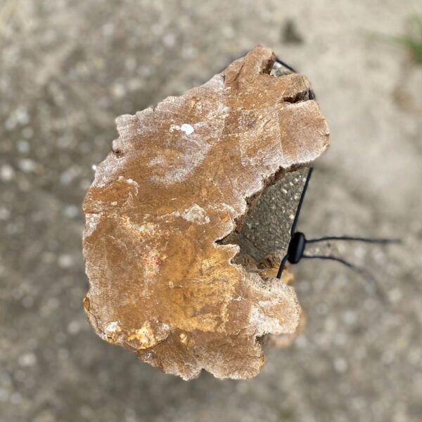 Memorial stone petrified wood 54185