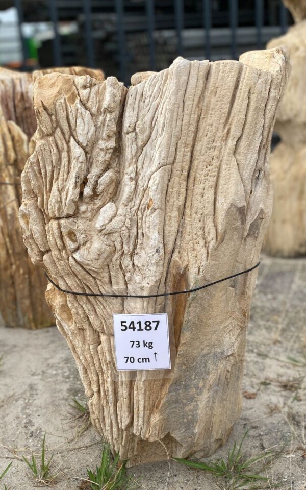 Memorial stone petrified wood 54187