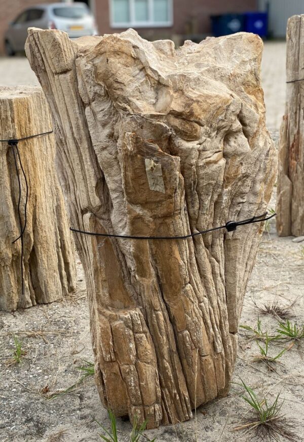 Memorial stone petrified wood 54187