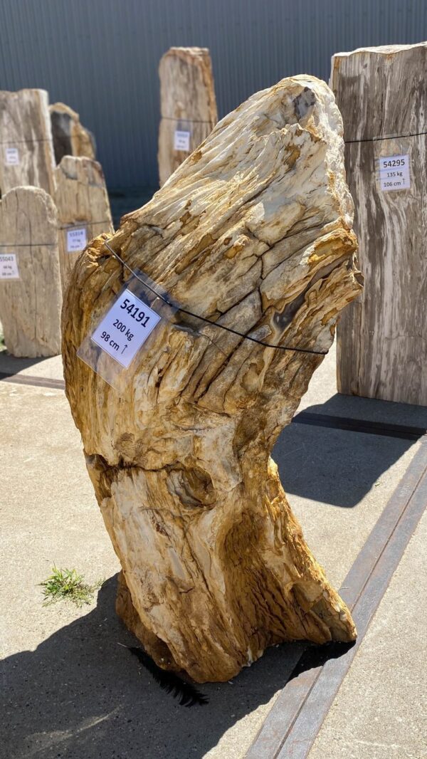 Memorial stone petrified wood 54191