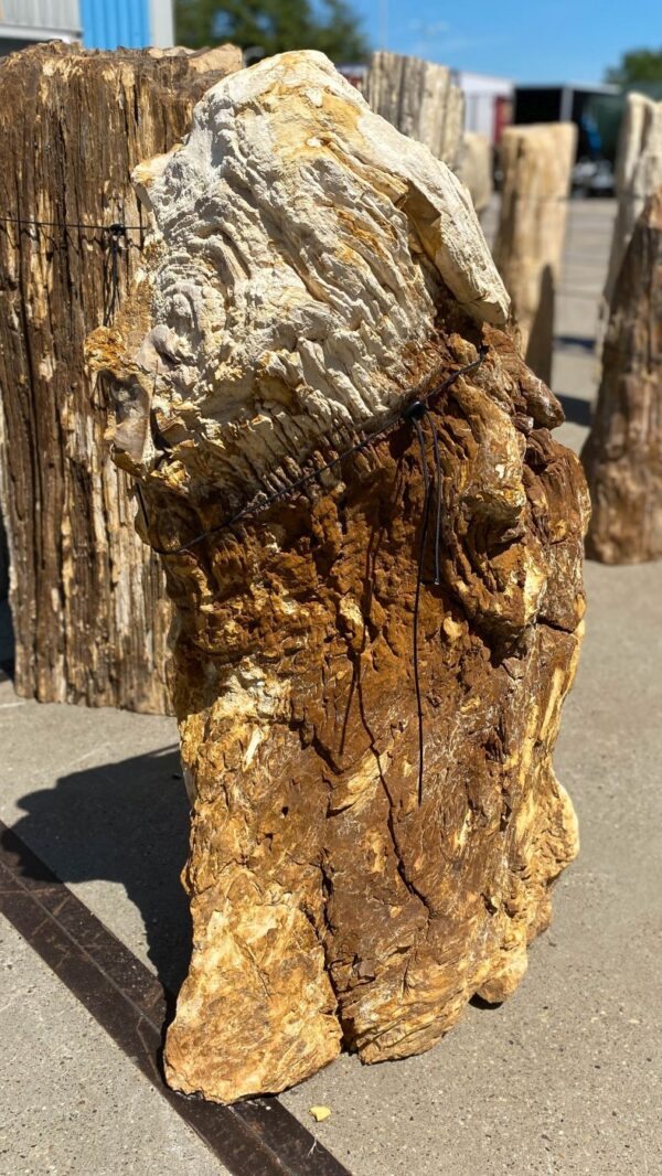 Memorial stone petrified wood 54191