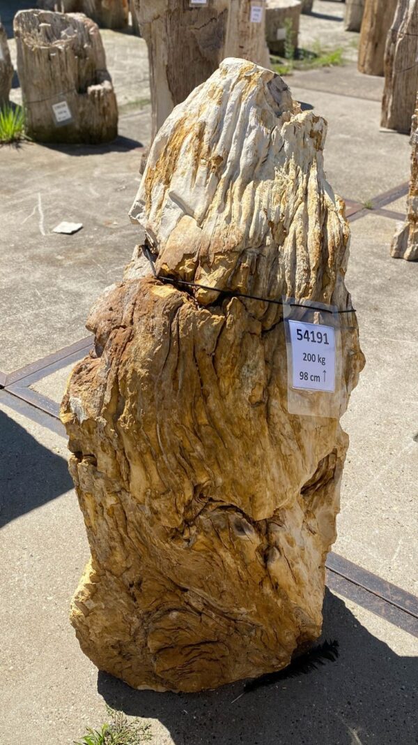 Memorial stone petrified wood 54191