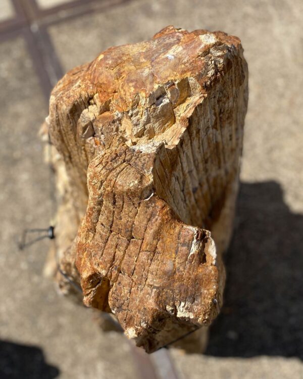 Memorial stone petrified wood 54192