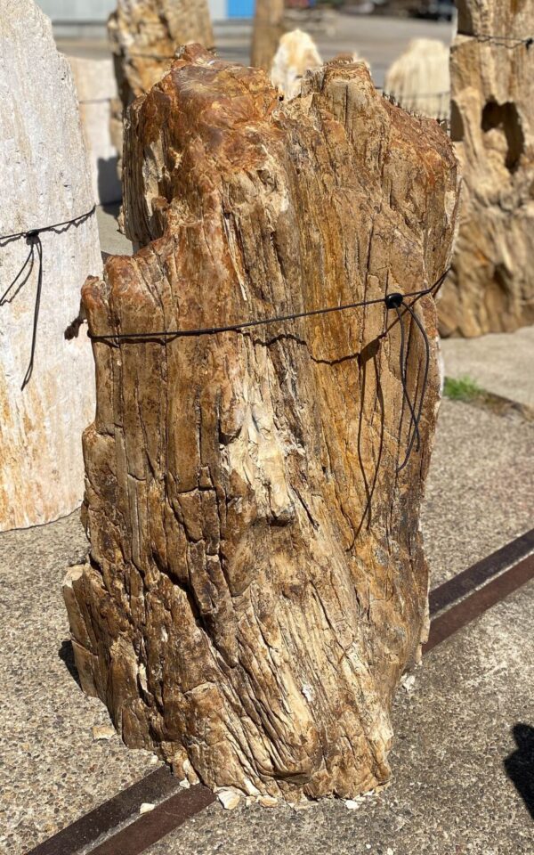 Memorial stone petrified wood 54192