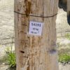 Memorial stone petrified wood 54193
