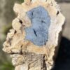 Memorial stone petrified wood 54193