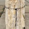 Memorial stone petrified wood 54193