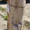 Memorial stone petrified wood 54193