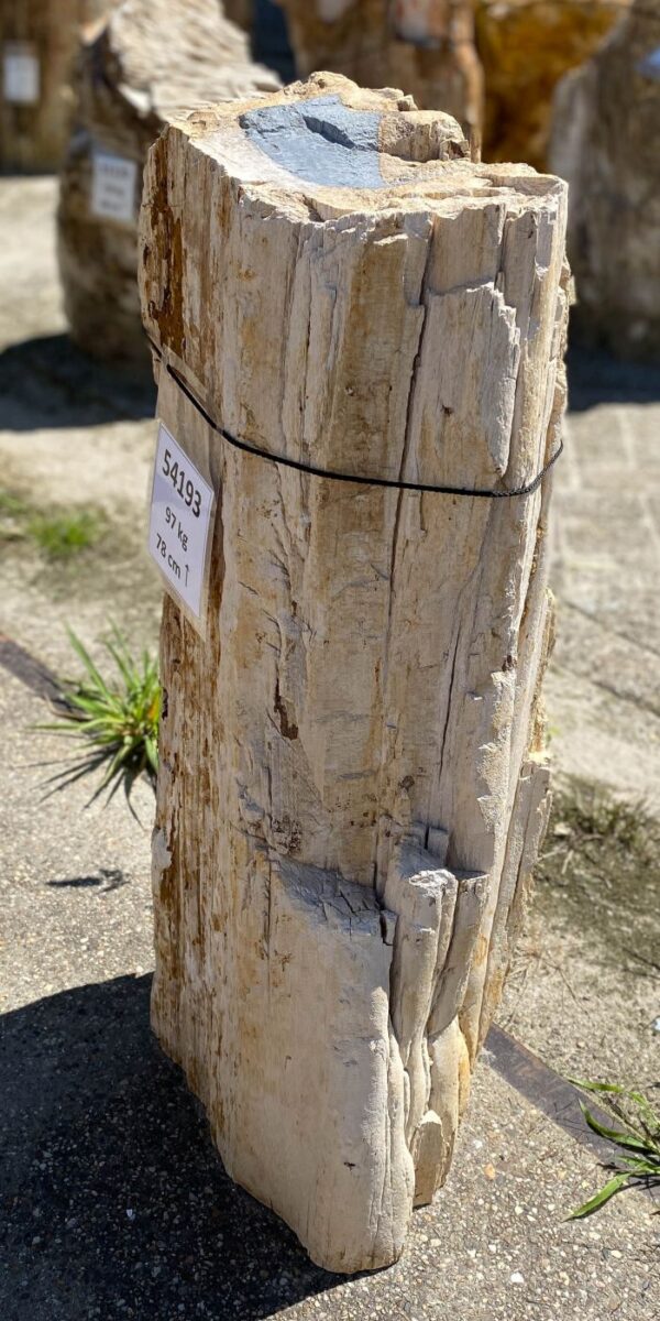 Memorial stone petrified wood 54193