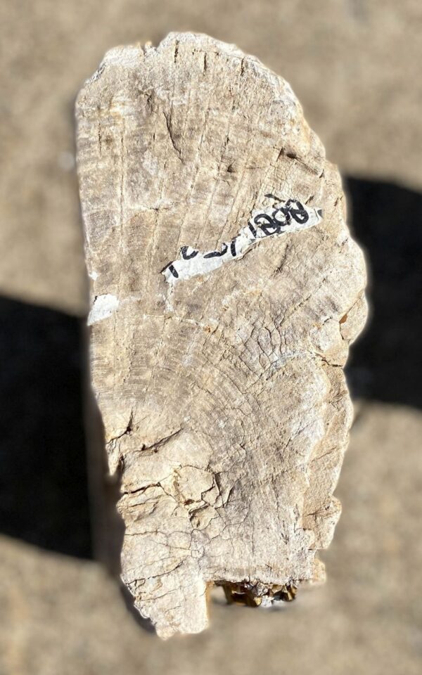 Memorial stone petrified wood 54200