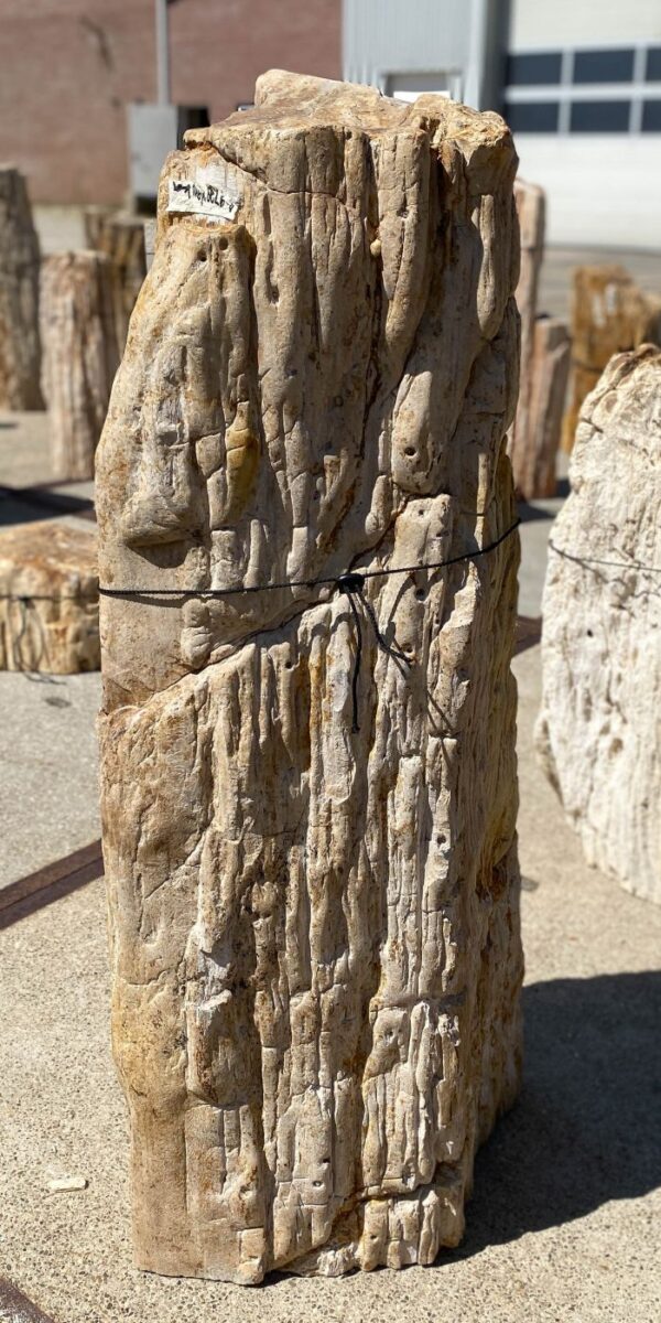 Memorial stone petrified wood 54202