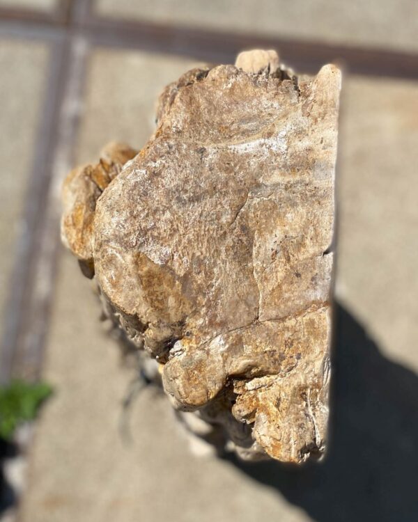 Memorial stone petrified wood 54202