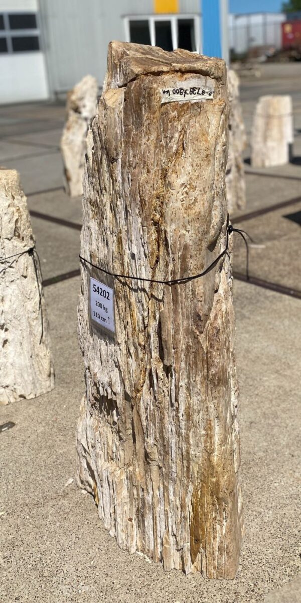 Memorial stone petrified wood 54202