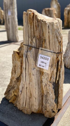 Memorial stone petrified wood 54203