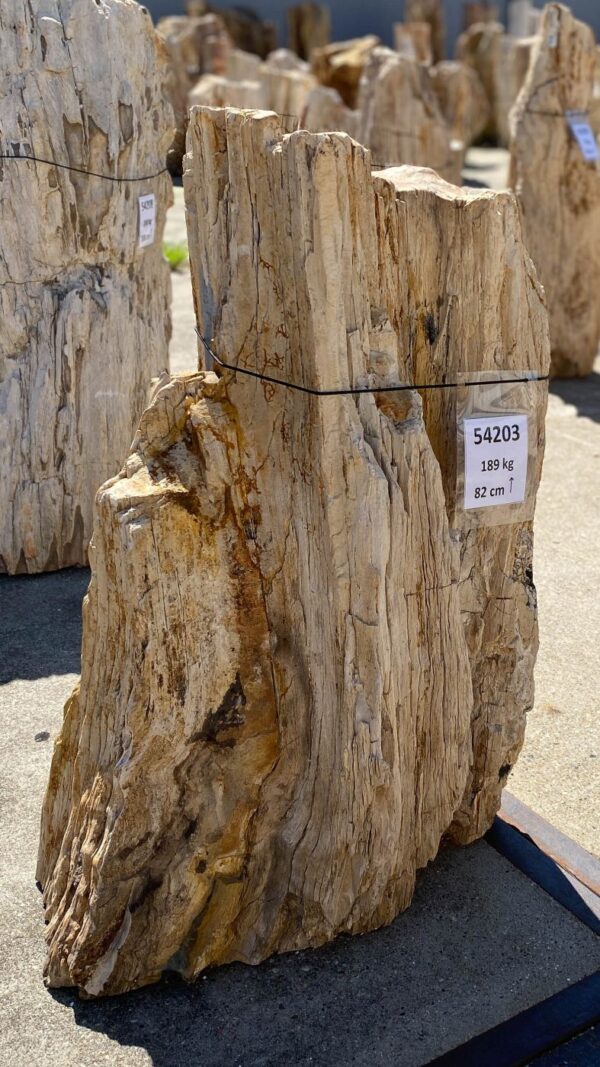 Memorial stone petrified wood 54203