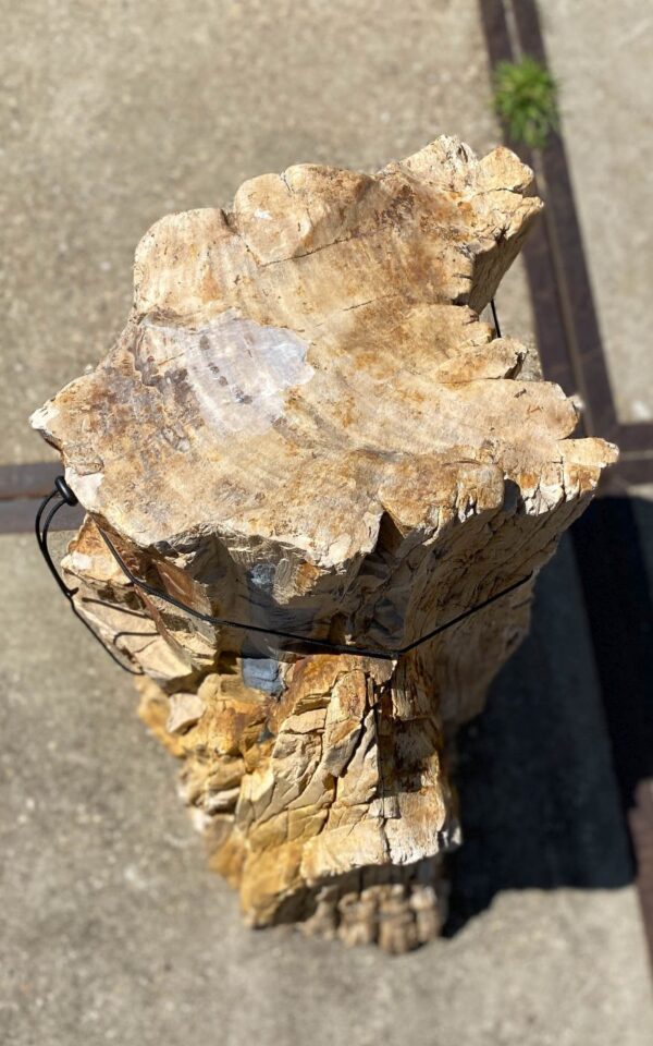 Memorial stone petrified wood 54203