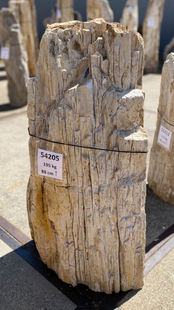 Memorial stone petrified wood 54205