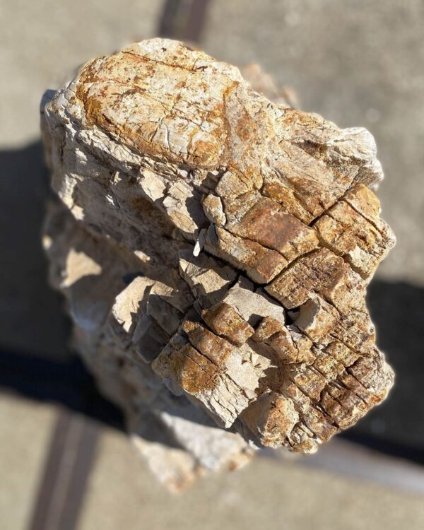 Memorial stone petrified wood 54205