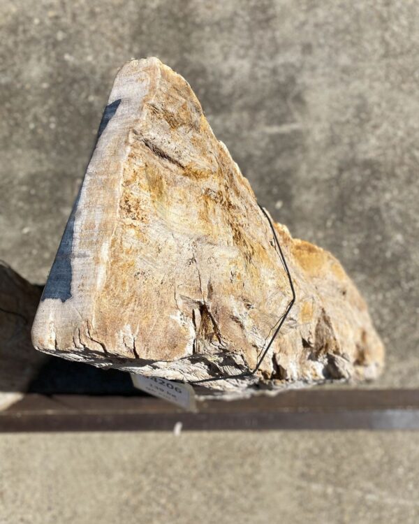 Memorial stone petrified wood 54206