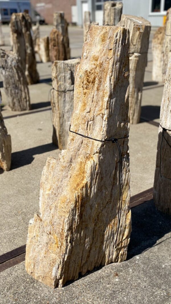 Memorial stone petrified wood 54206