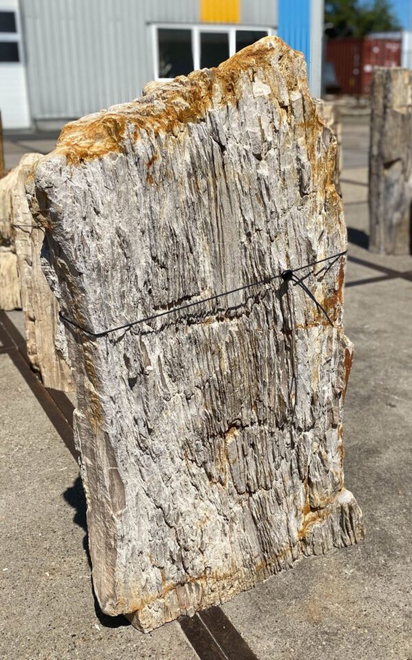 Memorial stone petrified wood 54208