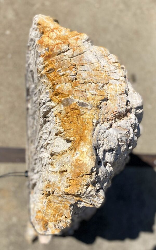 Memorial stone petrified wood 54208