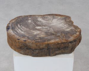 Memorial stone petrified wood 54209