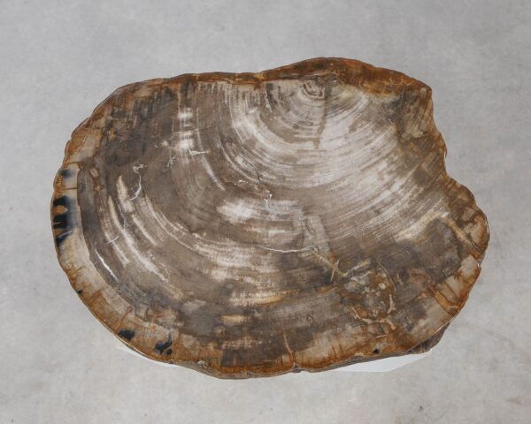 Memorial stone petrified wood 54209