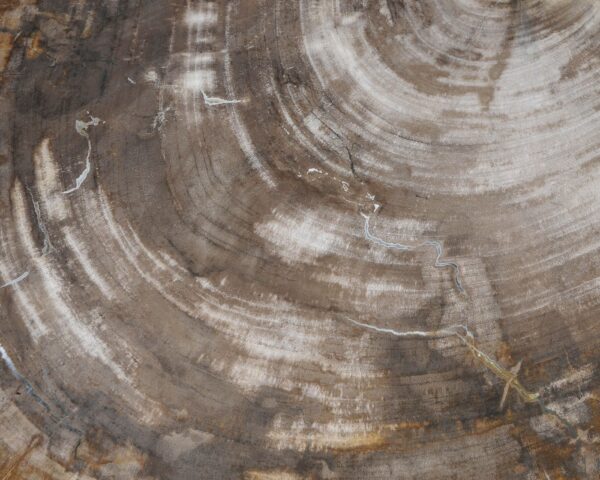 Memorial stone petrified wood 54209