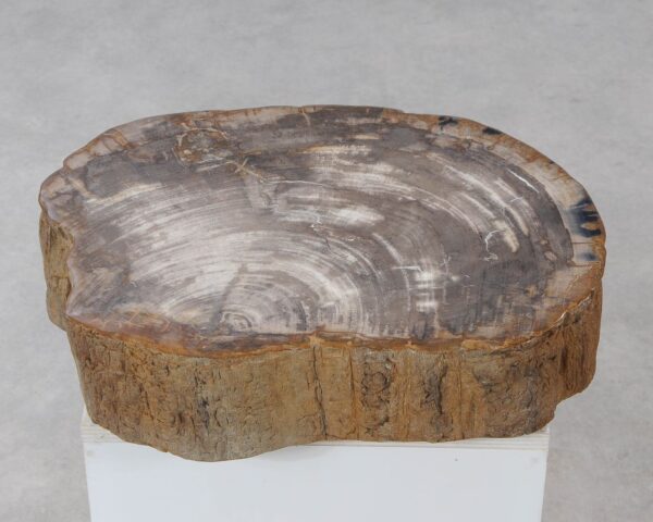 Memorial stone petrified wood 54209