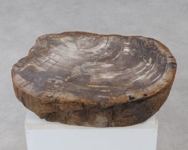 Memorial stone petrified wood 54210