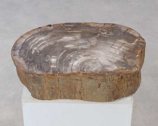 Memorial stone petrified wood 54210