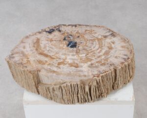 Memorial stone petrified wood 54212