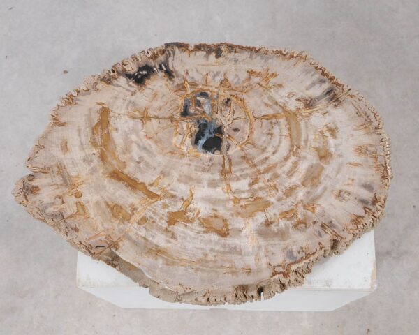 Memorial stone petrified wood 54212