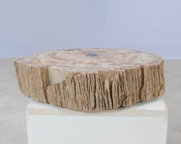 Memorial stone petrified wood 54212