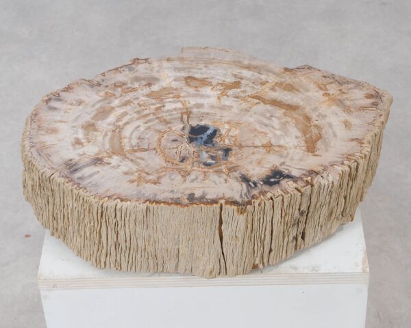 Memorial stone petrified wood 54212