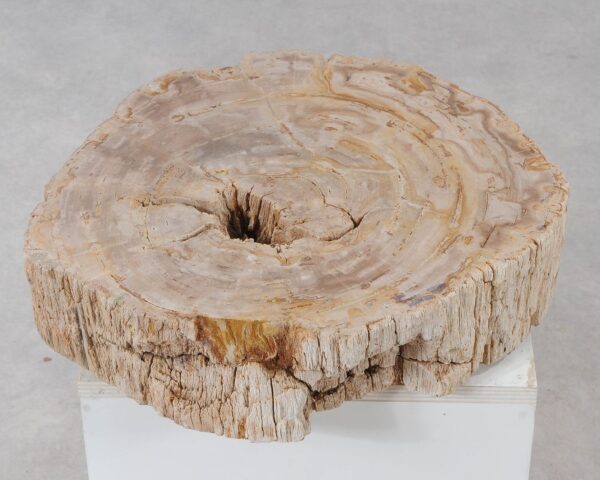 Memorial stone petrified wood 54214