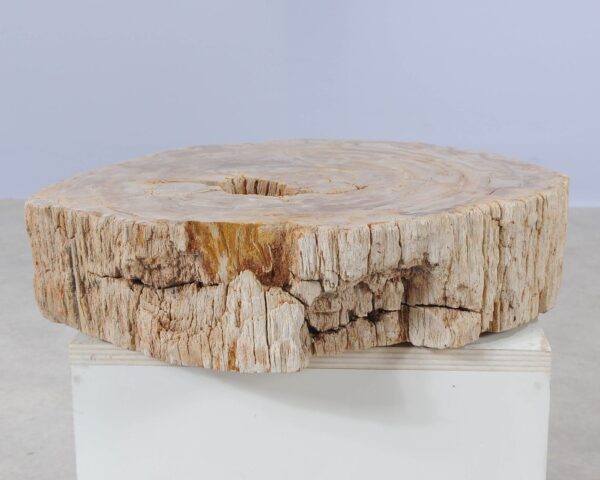 Memorial stone petrified wood 54214