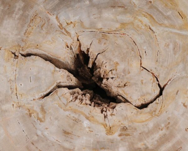 Memorial stone petrified wood 54214