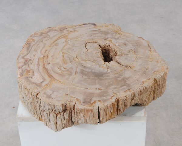 Memorial stone petrified wood 54214