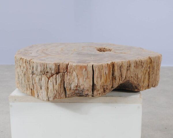 Memorial stone petrified wood 54214