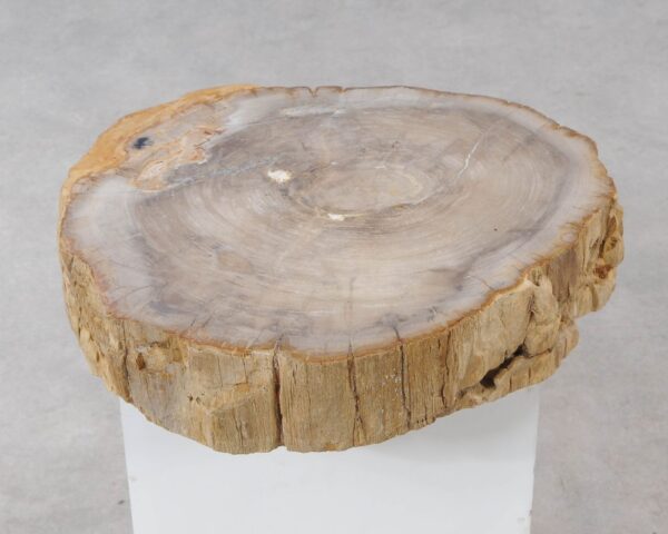 Memorial stone petrified wood 54265