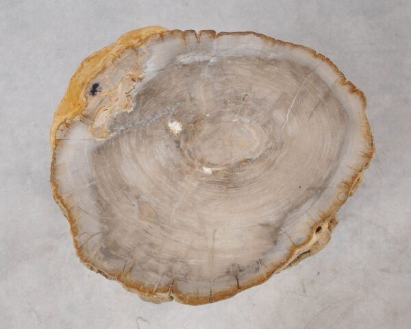 Memorial stone petrified wood 54265