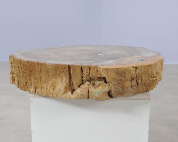 Memorial stone petrified wood 54265