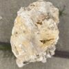 Memorial stone petrified wood 54285