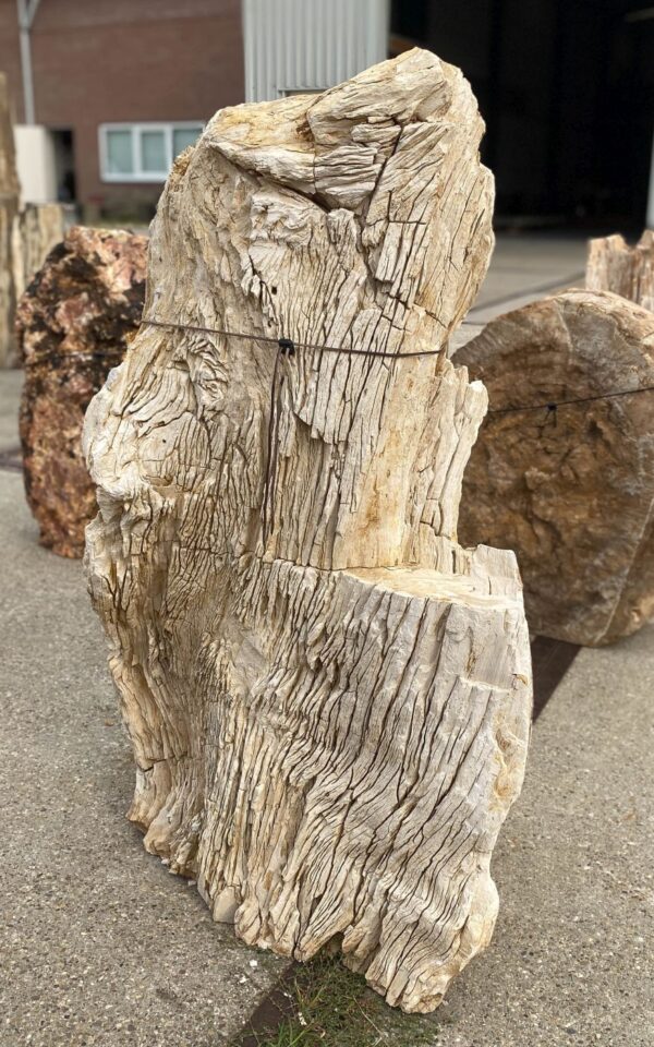 Memorial stone petrified wood 54285