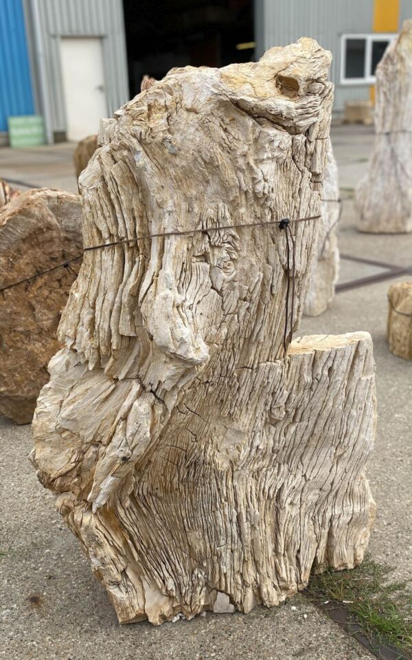 Memorial stone petrified wood 54285