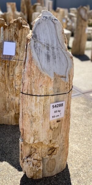 Memorial stone petrified wood 54288