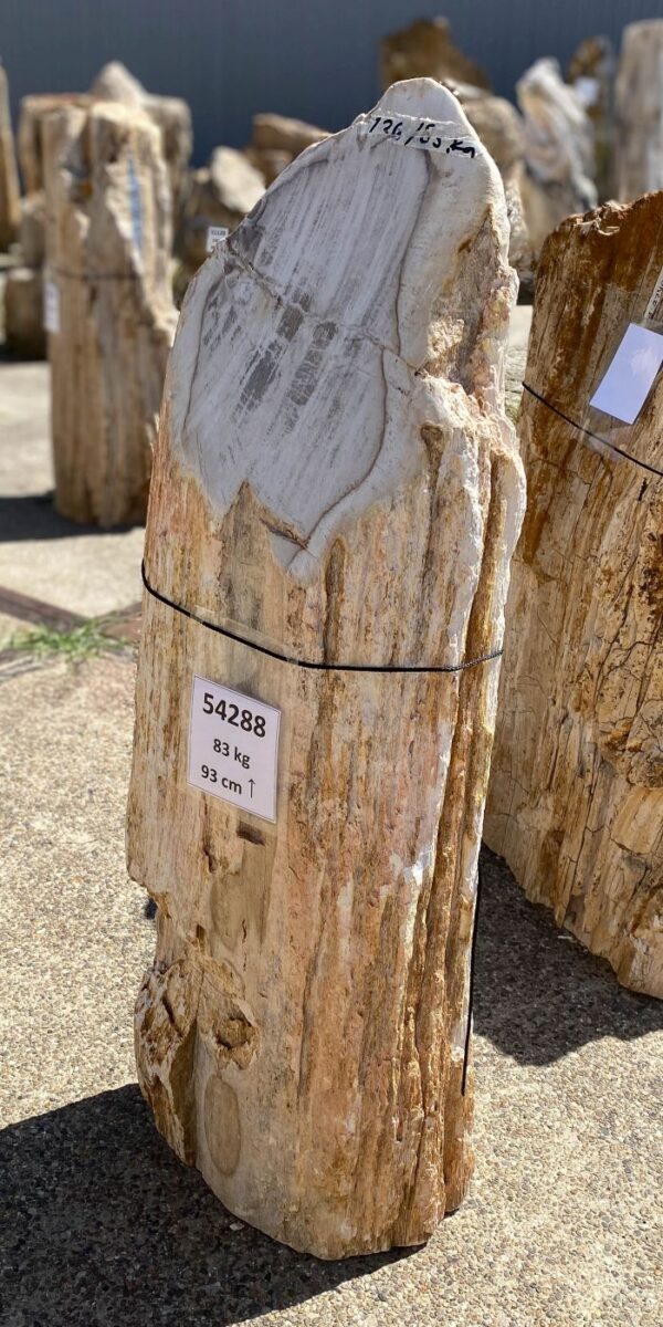 Memorial stone petrified wood 54288